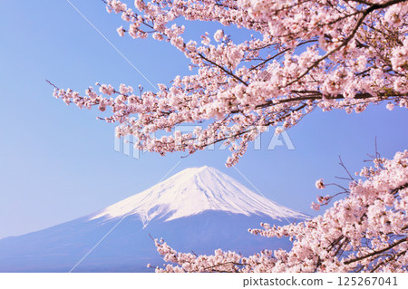 Spring Fuji in Japan and cherry blossoms Spring Fuji in Japan and cherry blossoms 125267041