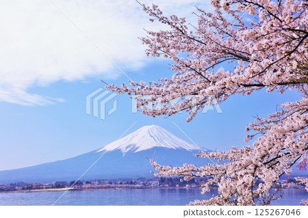 日本的春天富士和櫻花 日本的春天富士和櫻花 125267046