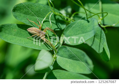 Ilo-billed spider　 125267087