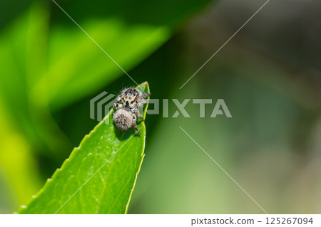 Jumping spider (cat fly) Jumping spider (cat fly) 125267094