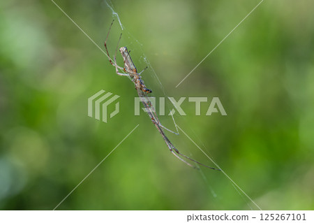 Tetragnatha pratensis 125267101