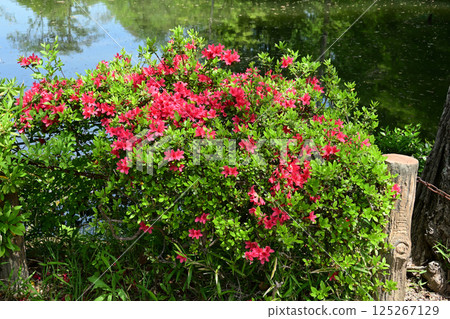 Azalea Azalea 125267129