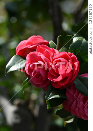 Camellia 125267130