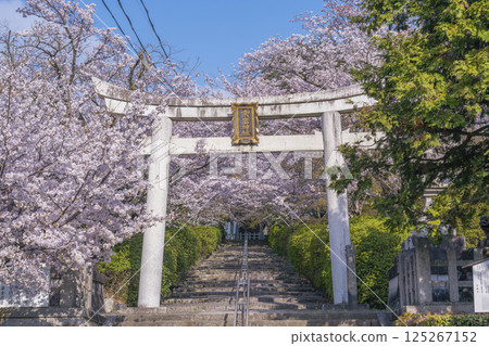 Spring in Kyoto: Munetada Shrine: Munetada Torii gate surrounded by cherry blossoms 125267152