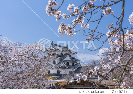 Hikone Castle tower and cherry blossoms in full bloom 125267153