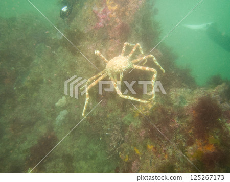 Spider crab, a large crab walking on the seabed Spider crab, a large crab walking on the seabed 125267173
