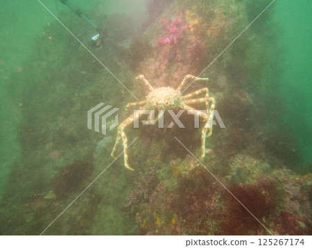 Spider crab, a large crab walking on the seabed Spider crab, a large crab walking on the seabed 125267174