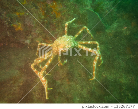 Spider crab, a large crab walking on the seabed Spider crab, a large crab walking on the seabed 125267177