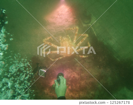 Spider crab, a large crab walking on the seabed Spider crab, a large crab walking on the seabed 125267178