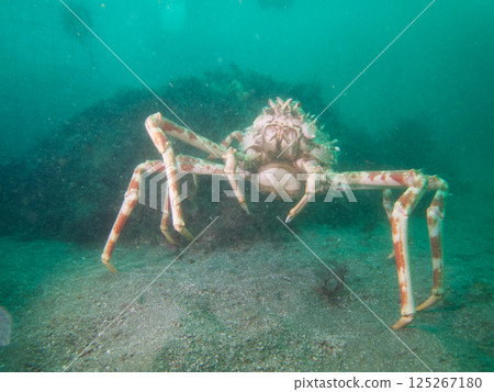 Spider crab, a large crab walking on the seabed 125267180