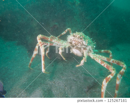 Spider crab, a large crab walking on the seabed 125267181