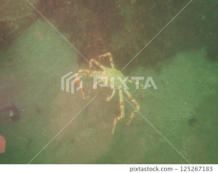 蜘蛛蟹，一種在海底行走的大型螃蟹 125267183