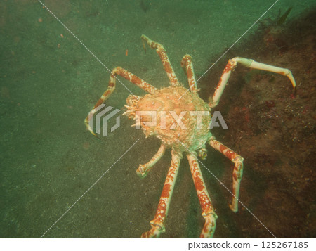 蜘蛛蟹，一種在海底行走的大型螃蟹 125267185