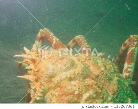 A stag beetle attaching to a spider crab in the sea A stag beetle attaching to a spider crab in the sea 125267361