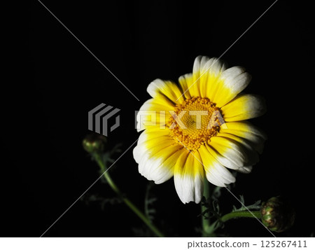 Flowers of Haruhiko Flowers of Haruhiko 125267411