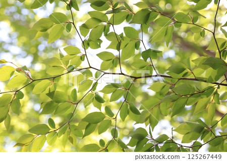 自然植物阿布拉坎,四月中旬。花開完後,新鮮的嫩葉會形成陰涼。 自然植物阿布拉坎,四月中旬。花開完後,新鮮的嫩葉會形成陰涼。 125267449