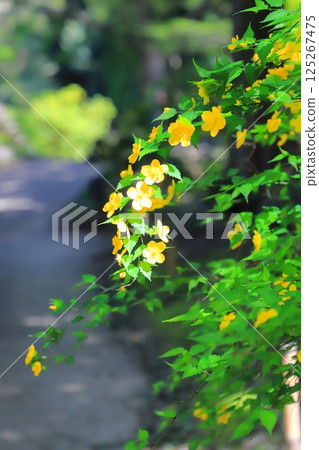 Yamabuki (Yamabuki) flower in full bloom 125267475