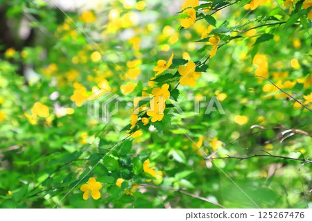 Yamabuki (Yamabuki) flower in full bloom 125267476
