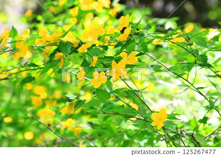 山吹 (Yamabuki) 花盛開 山吹 (Yamabuki) 花盛開 125267477