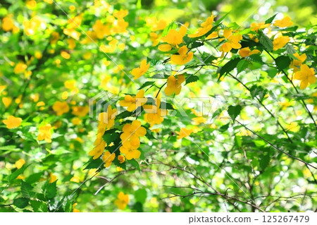 Yamabuki (Yamabuki) flower in full bloom 125267479