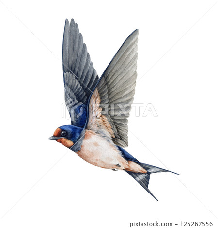 Flying swallow bird side view watercolor painted illustration on white background. Cute single barn swallow with spread wings isolated element. Martin bird flight vintage style illustration 125267556