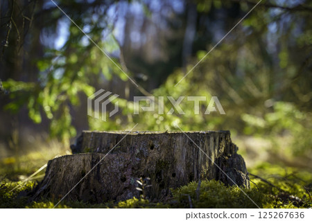 Table wood stomp podium in nature forest background. Place for Product display  125267636