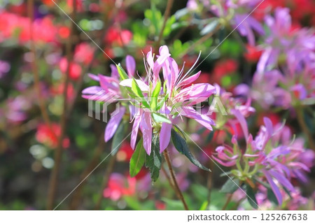  Light purple azalea flower (flower car) 125267638