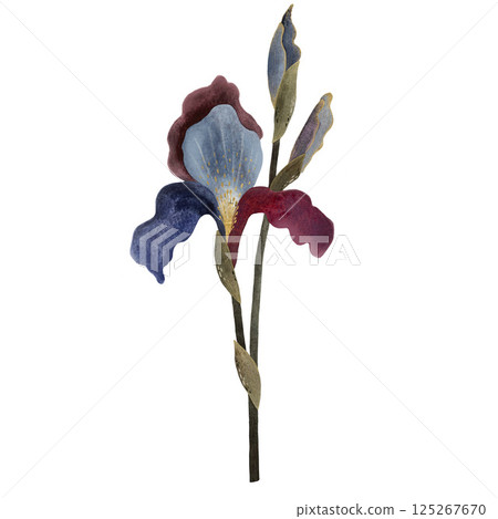 A delicate watercolor painting of a blooming iris flower in soft purple, blue and dark blue color without leaves, watercolor iris in soft purples and blues, minimal leaves, arranged on a white A delicate watercolor painting of a blooming iris flower in soft purple, blue and dark blue color without leaves, watercolor iris in soft purples and blues, minimal leaves, arranged on a white 125267670