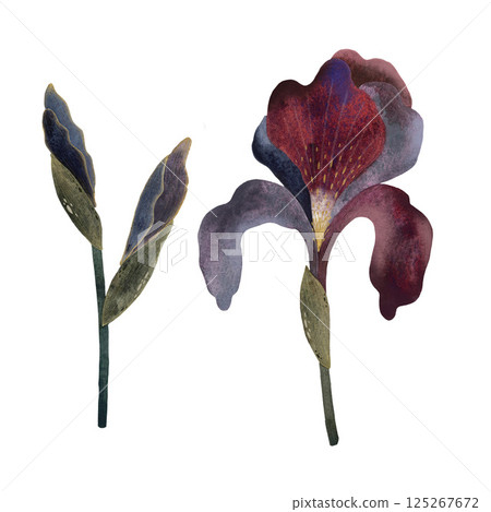 A delicate watercolor illustration set of a blooming iris flower in soft purple, blue and pink color with lush green leaves, watercolor iris flower elements in soft purples and blues without leaves A delicate watercolor illustration set of a blooming iris flower in soft purple, blue and pink color with lush green leaves, watercolor iris flower elements in soft purples and blues without leaves 125267672