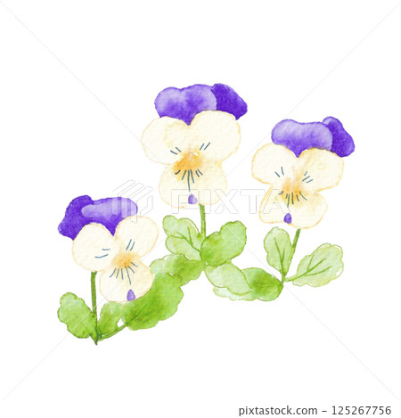 中提琴花的水彩插圖 125267756