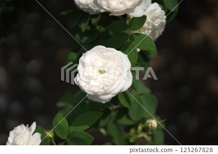 Rose Festival 125267828