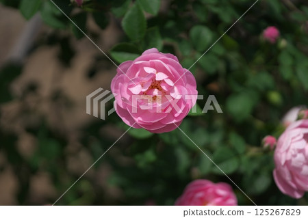 Rose Festival 125267829