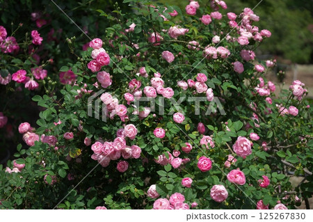 Rose Festival 125267830