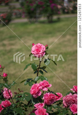 玫瑰節 玫瑰節 125267853