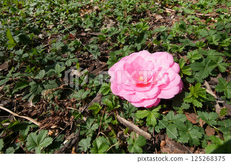 A vibrant pink flower rests among lush green foliage on a sunny day, adding a splash of color to the natural scene. 125268375