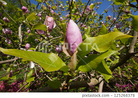 Close-up on an unopened bud of the a pink and white Lily magnolia liliiflorain flower surrounded by verdant foliage 125268378
