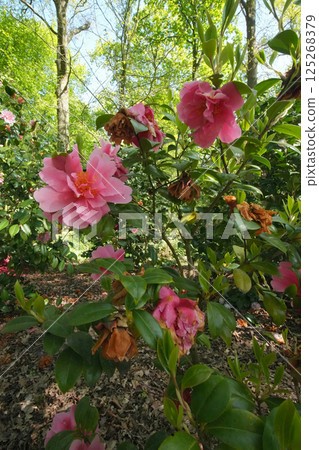 Closeup on a fresh flowering Camellia pitardii sprite flower Closeup on a fresh flowering Camellia pitardii sprite flower 125268379