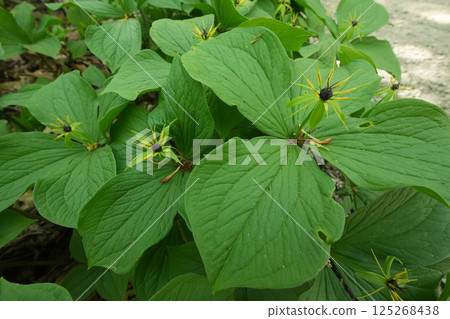 Closeup on a springtime flowering true lover's knot, Paris quadrifolia , a poisonous plant producing a blue berry Closeup on a springtime flowering true lover's knot, Paris quadrifolia , a poisonous plant producing a blue berry 125268438