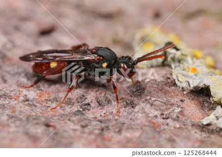 Closeup on a colorful female Yellow-shouldered Nomad Bee , Nomada ferruginata on a piece of wood 125268444
