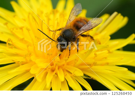 Closeup on a male red mason bee, Osmia rufa on a yellow dandelion flower in the garden Closeup on a male red mason bee, Osmia rufa on a yellow dandelion flower in the garden 125268450