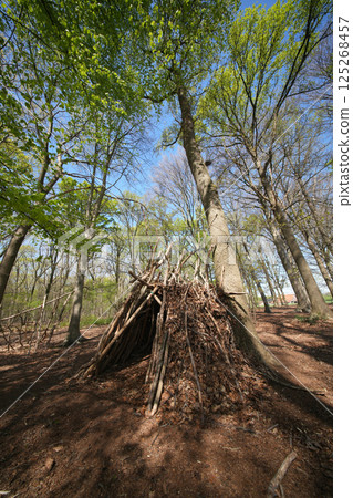 A handmade stick teepee nestles beneath tall trees in a forest, sunlight dappling the forest floor. Exploring the woods. 125268457