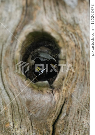 Wasp peering from a weathered tree hollow. Glimpse into nature's secret, showing insect life hidden in plain sight. 125268478