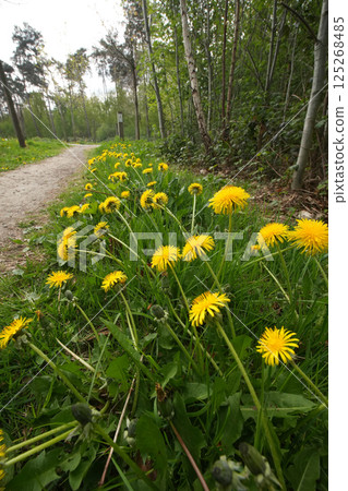 A path surrounded by vibrant yellow wildflowers in a lush, green forest, bringing a sense of peace and natural beauty. 125268485