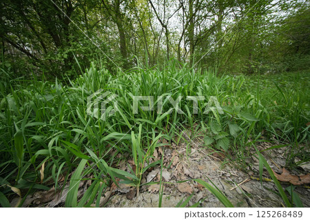 Wide angle closeup on an bunch of Reed canary grass or gardener's-garters, Phalaris arundinacea 125268489