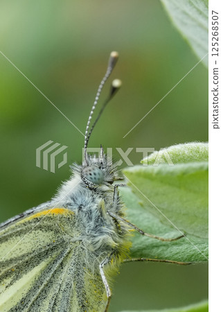 Facial closeup on the European Green-veined white butterfly, Pieris napi, resting with closed wings Facial closeup on the European Green-veined white butterfly, Pieris napi, resting with closed wings 125268507