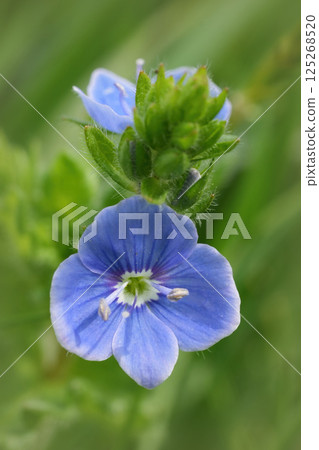 Close-up of delicate blue Veronica chamaedrys flower petals with a vibrant green center and a blurred green background. Nature's beauty. Close-up of delicate blue Veronica chamaedrys flower petals with a vibrant green center and a blurred green background. Nature's beauty. 125268520