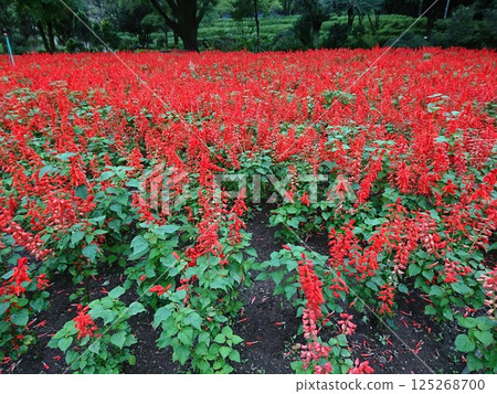 紫薇 紫薇 125268700