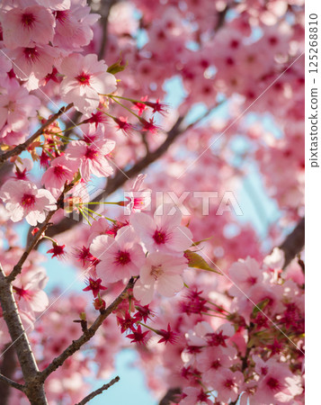 美麗的深粉紅色櫻花盛開② 美麗的深粉紅色櫻花盛開② 125268810