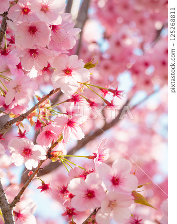 美麗的深粉紅色櫻花盛開③ 125268811