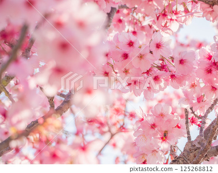 美麗的深粉紅色櫻花盛開四散開來。 125268812